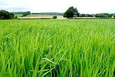 Reed Canarygrass